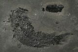 Devonian Lobe-Finned Fish (Osteolepis) Pos/Neg - Scotland #177084-2